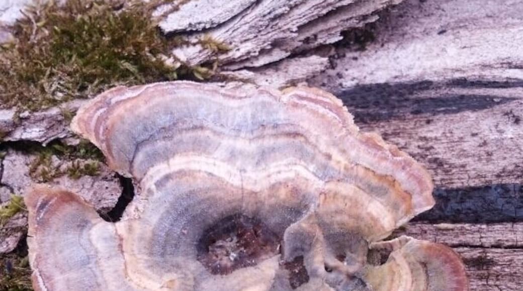 Blendon Woods Metro Park