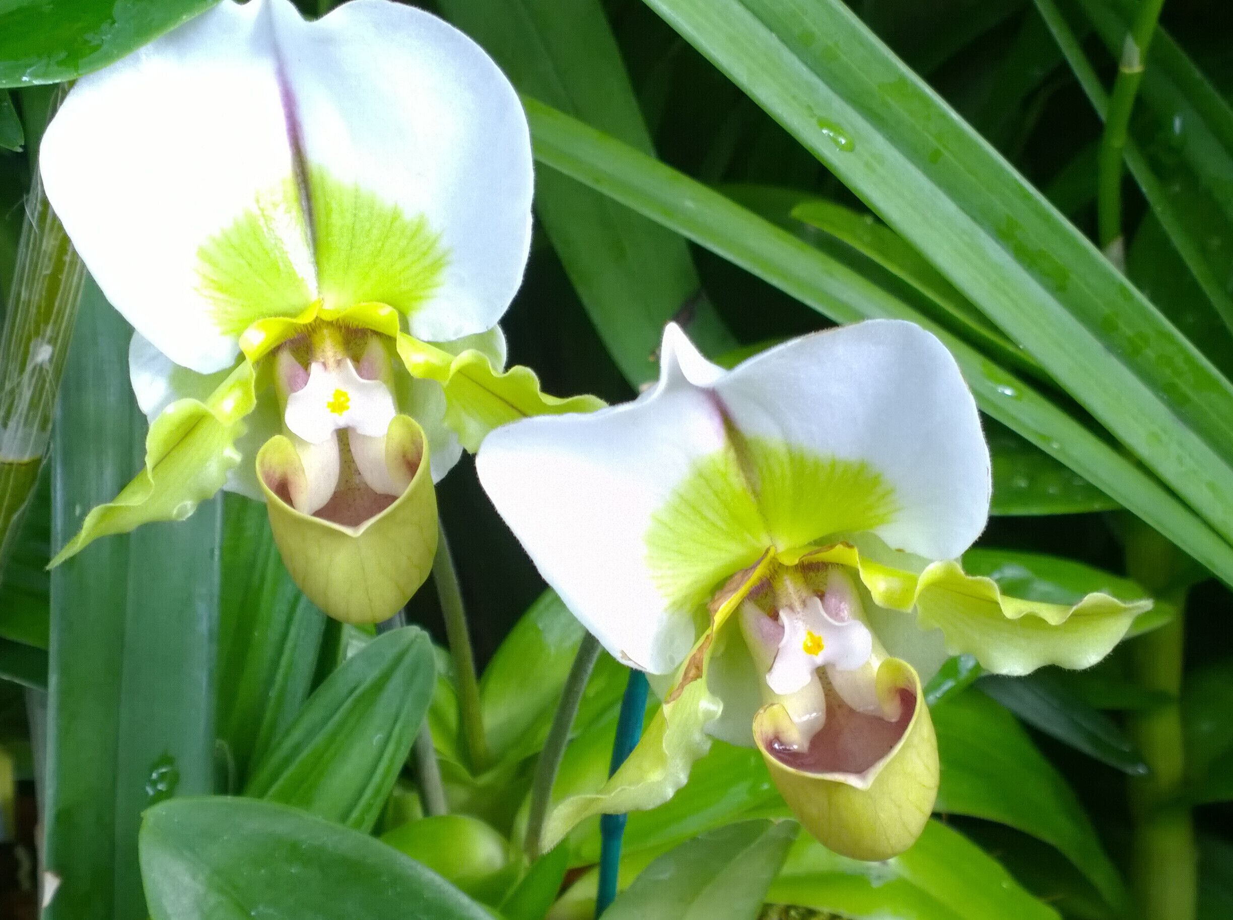 A collection of orchids remain from the orchid show earlier this year at the Franklin Park Conservatory.

Spending time studying the flower morphology reveals layers and layers of complexity and character to an already interesting bloom.

A membership to the conservatory and some new photo gadgets as holiday gifts leads to some fun plant photo ops. 