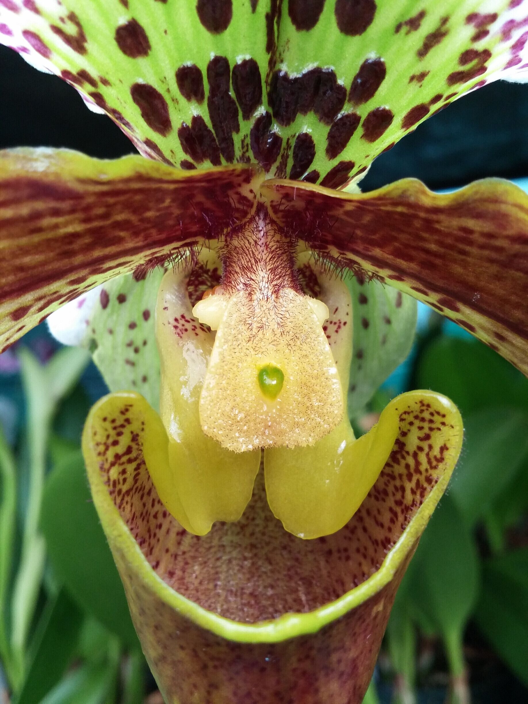 Sub-zero temperatures and the ever looming gray skies of the Ohio winter got you bummed?

Come get a burst of color by visiting the retail greenhouse inside Oakland Nursery's Columbus store. Tons of orchids, succulents, cacti and other blooming and foliage houseplants to peruse, photograph and perhaps purchase.