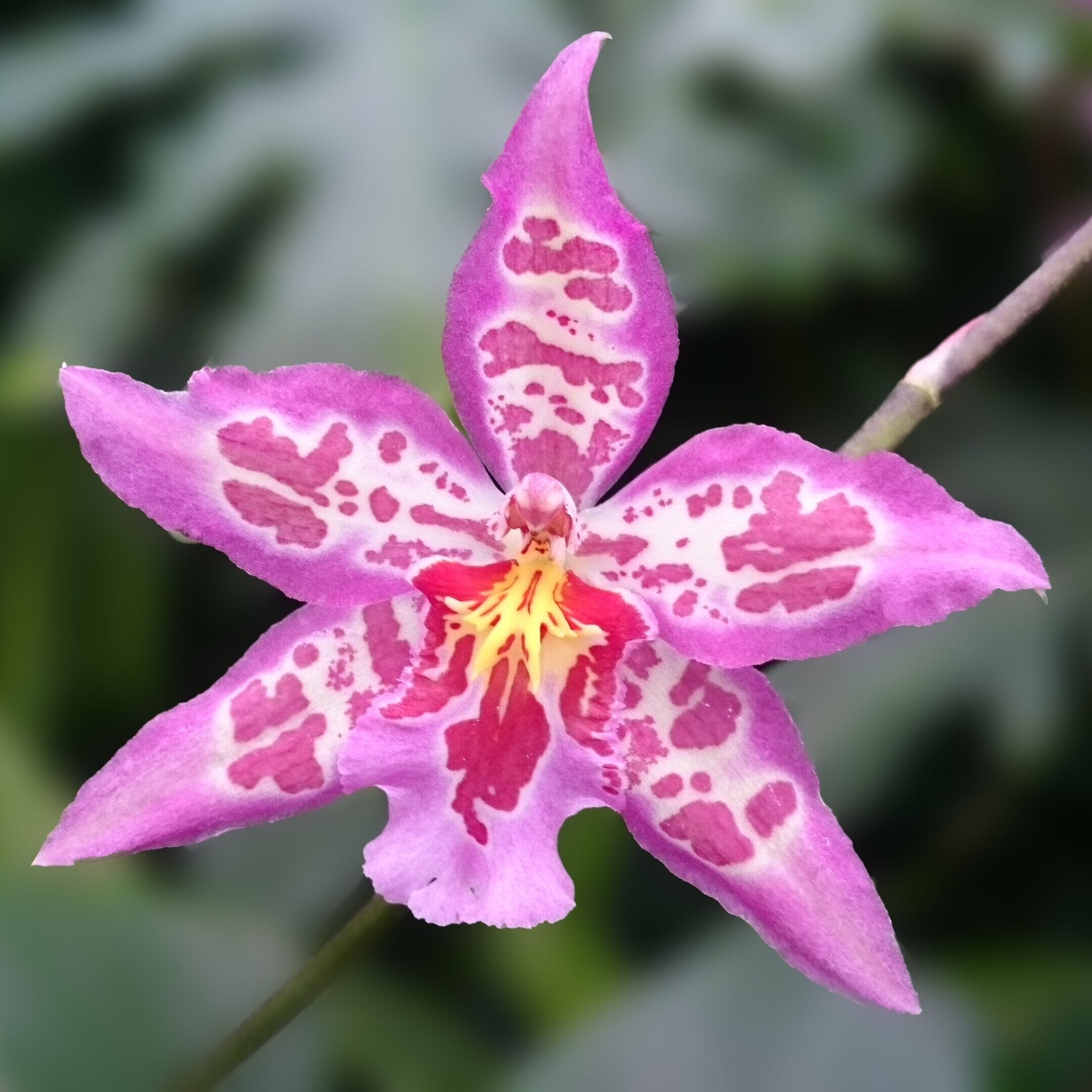 Franklin Park Conservatory is having their annual orchids display. A bright showy collection of tropical color in what can sometimes be a dreary Ohio winter.

#FindingtheUniverse
