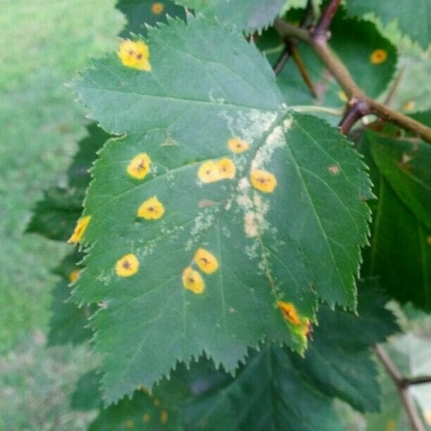 The orange rust like spots on this hawthorn leaf are caused by the pathogen Gymnosporangium juniperi-virginianae or cedar-apple rust. This disease has an interesting life cycle being that it requires two hosts to complete its journey, a cedar or juniper and an apple, quince or hawthorn.