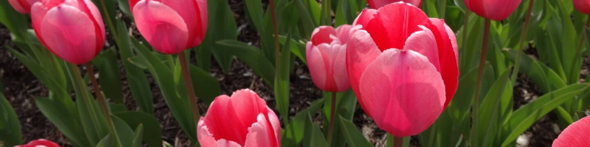 Un campo de tulipanes en varios colores, incluyendo rosa y blanco.