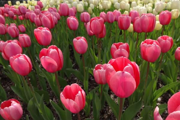 Un champ de tulipes de différentes couleurs, notamment rose et blanc.