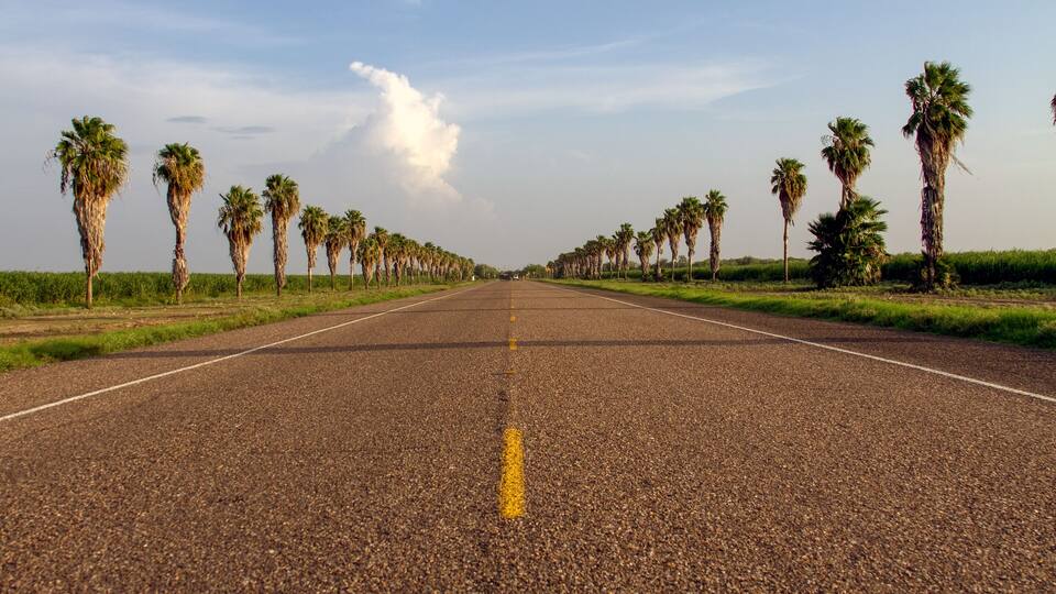 A road flanked by palm trees under a clear sky.