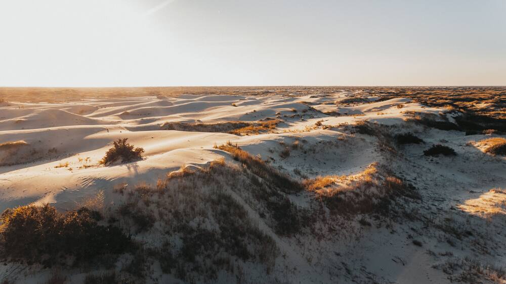 Un paysage désertique caractérisé par des dunes de sable ondulantes et une végétation clairsemée.