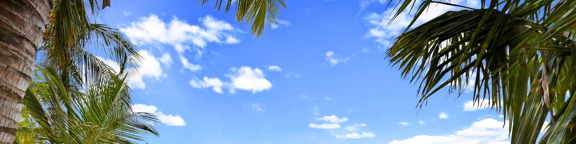 A wooden dock extending into a calm lake, surrounded by palm trees and a clear blue sky.
