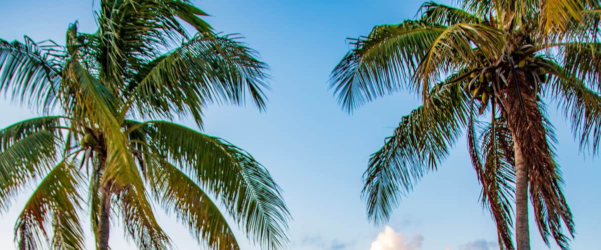 Path to Paradise