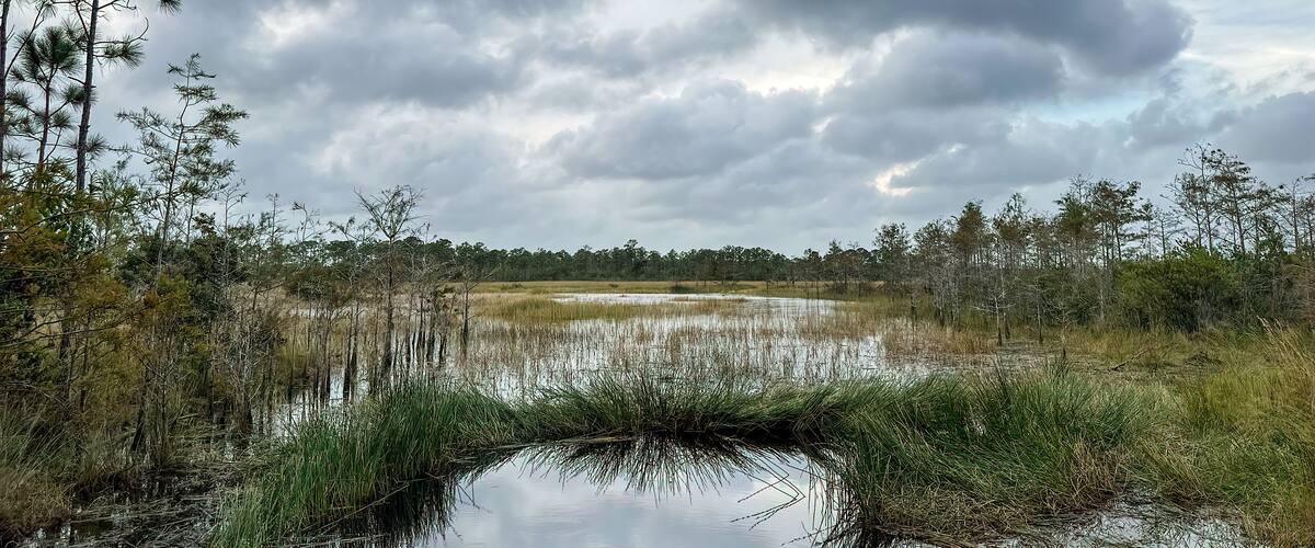 Scenery on the Hog Hammock Trail, Florida