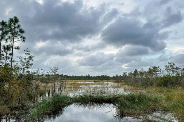 Scenery on the Hog Hammock Trail, Florida