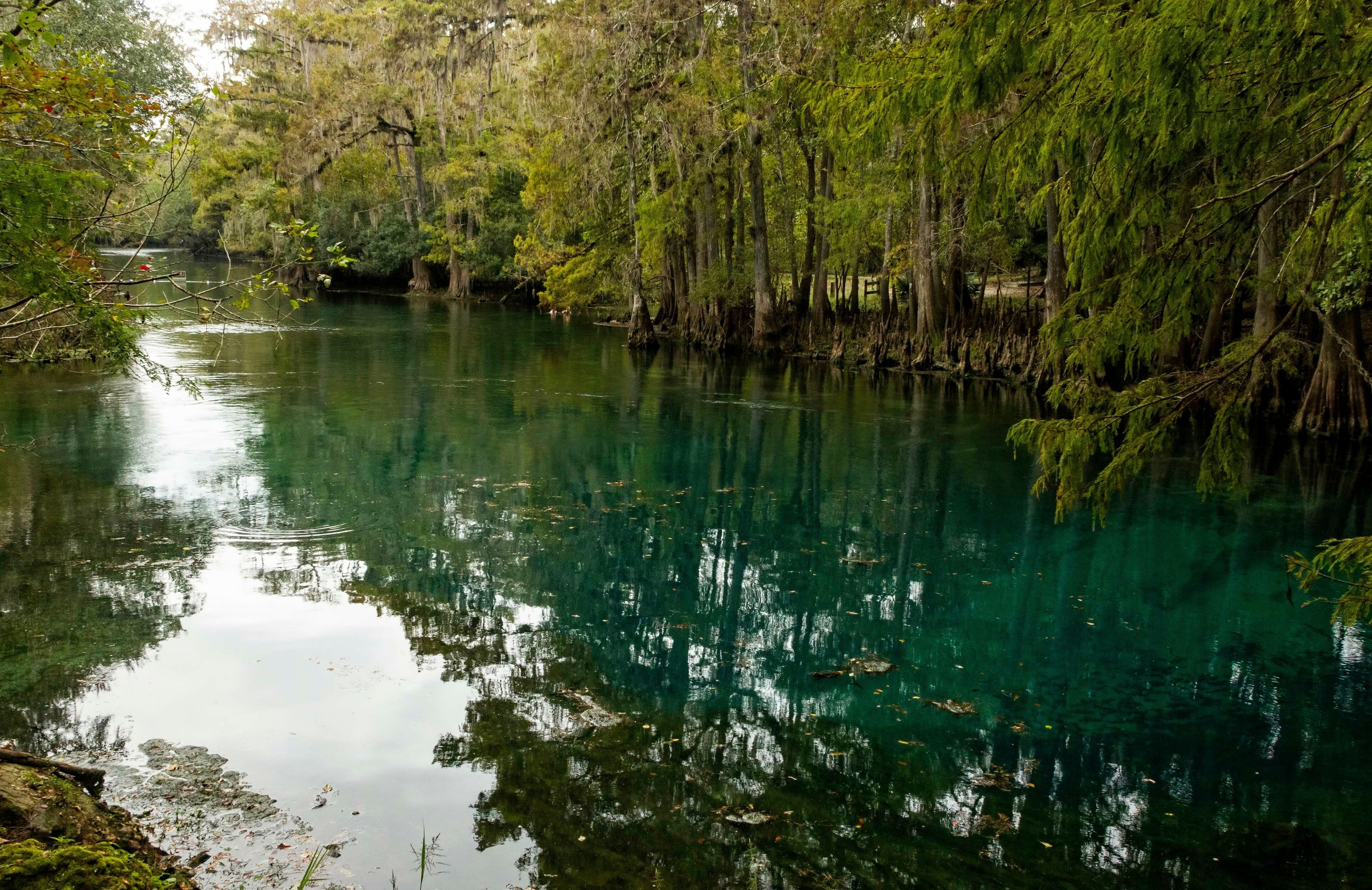 crystal clear spring water manatee springs state park chiefland florida