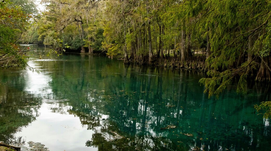crystal clear spring water manatee springs state park chiefland florida