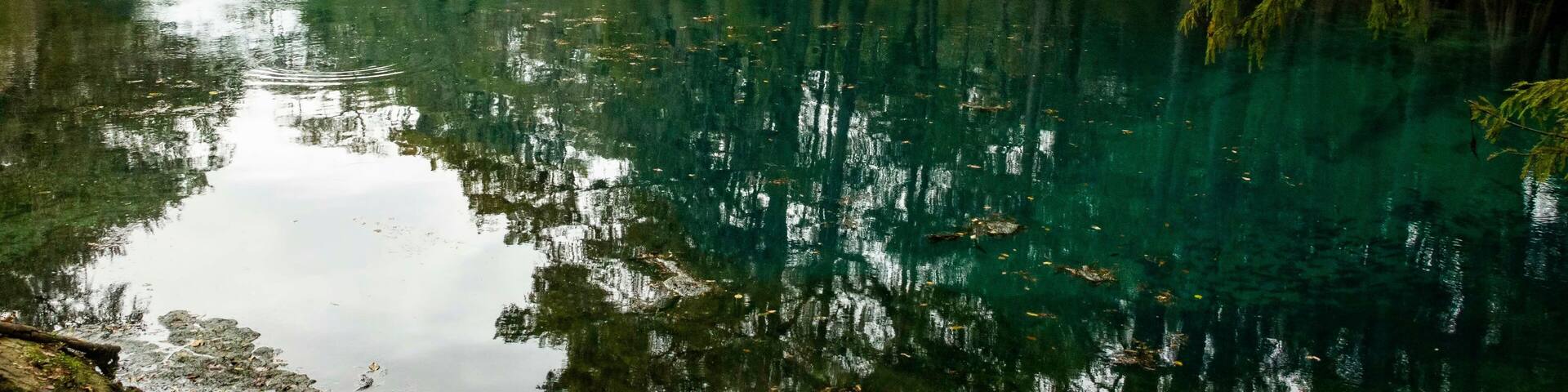 Un río tranquilo rodeado de árboles y vegetación densa.
