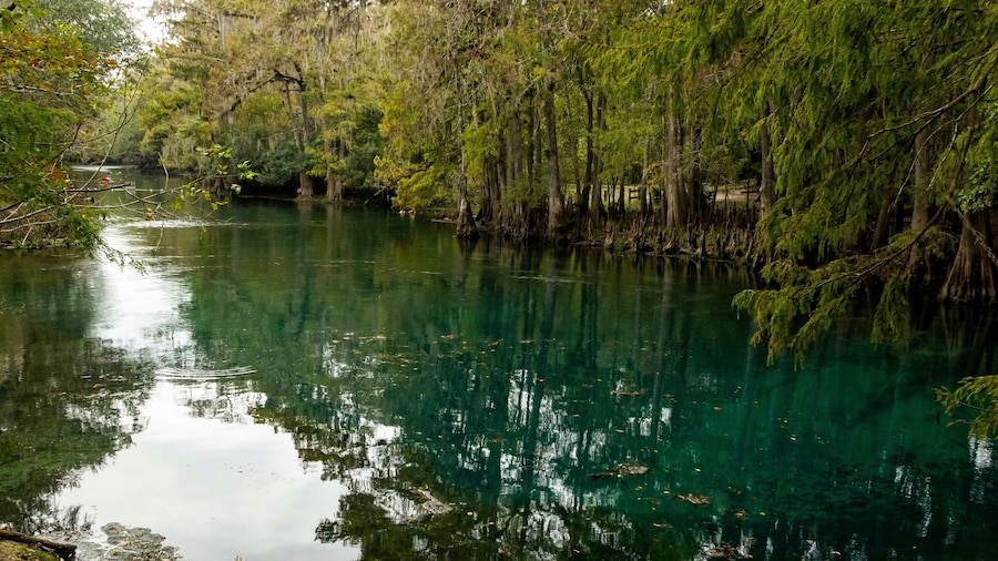 crystal clear spring water manatee springs state park chiefland florida