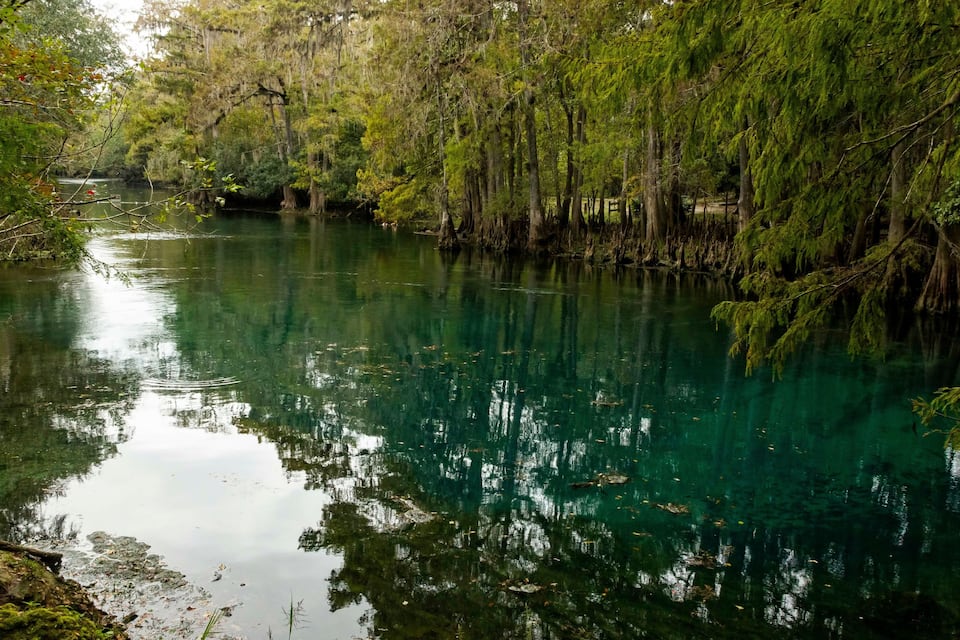 Un río tranquilo rodeado de árboles y vegetación densa.