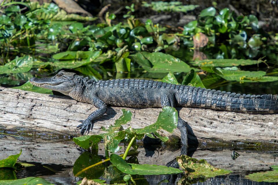 A caiman resting on a log in a swampy area with green vegetation.