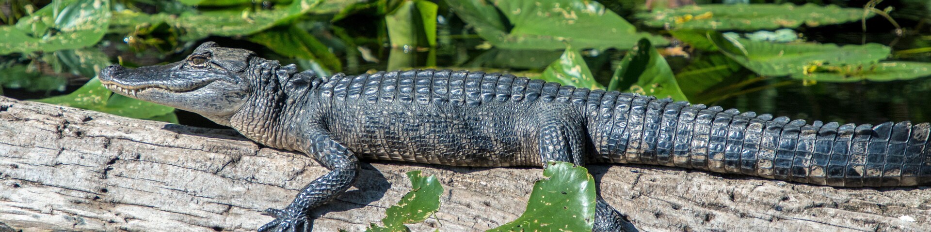 USA, Florida, Orange City, St. Johns River, Blue Spring State Park, alligator.