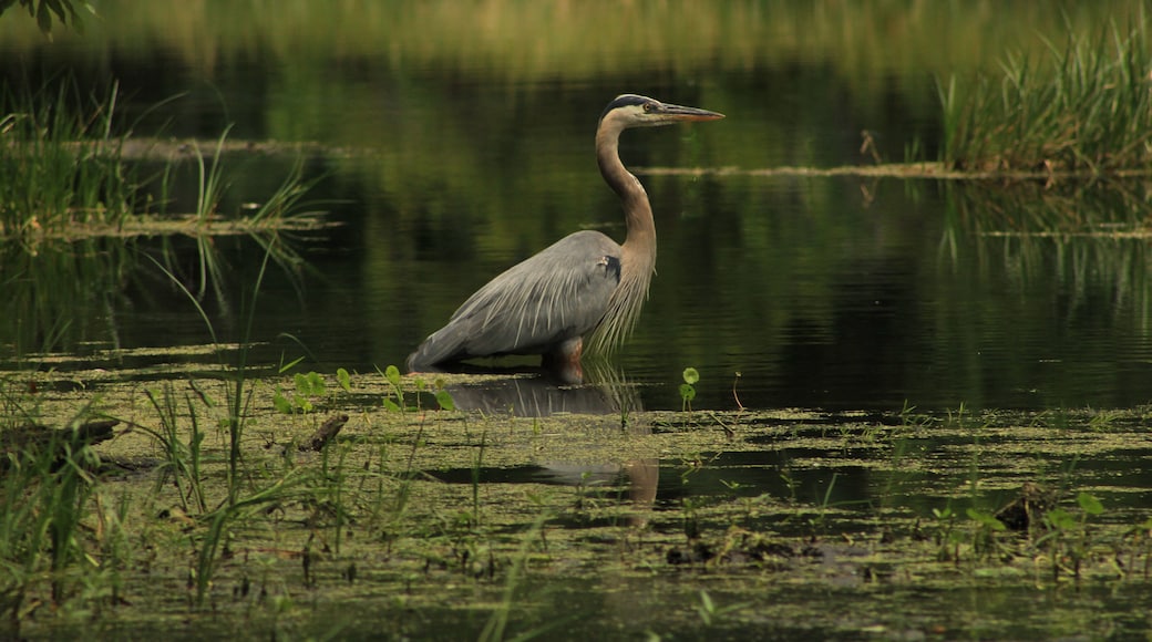 A Florida Great Blue Heron in a spring in Alafia State Park in Lithia Florida.