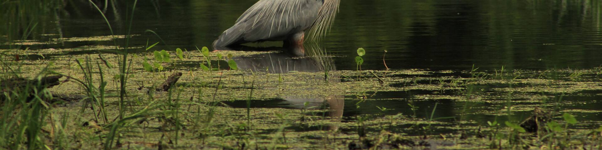 A Florida Great Blue Heron in a spring in Alafia State Park in Lithia Florida.