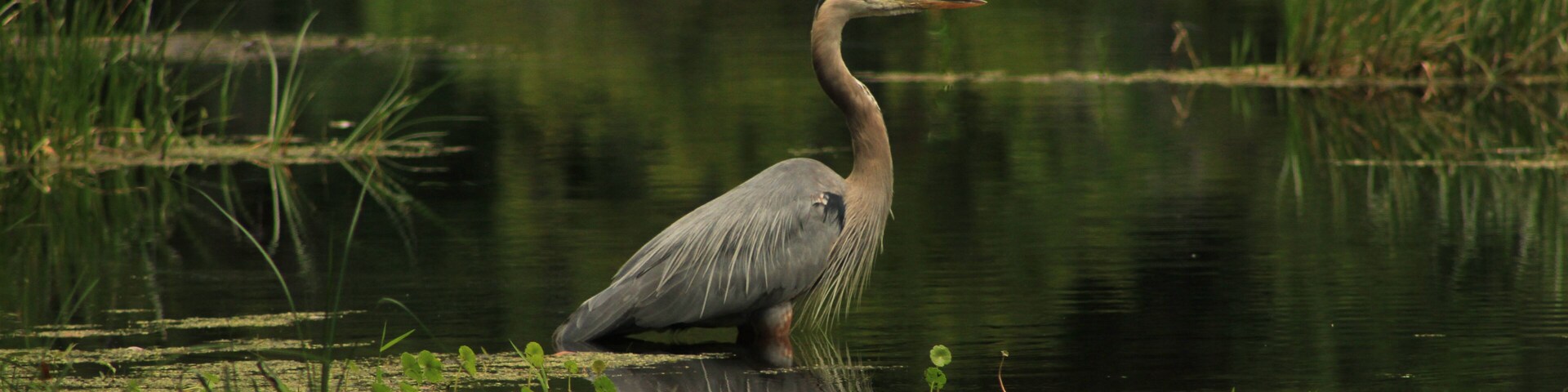 A Florida Great Blue Heron in a spring in Alafia State Park in Lithia Florida.