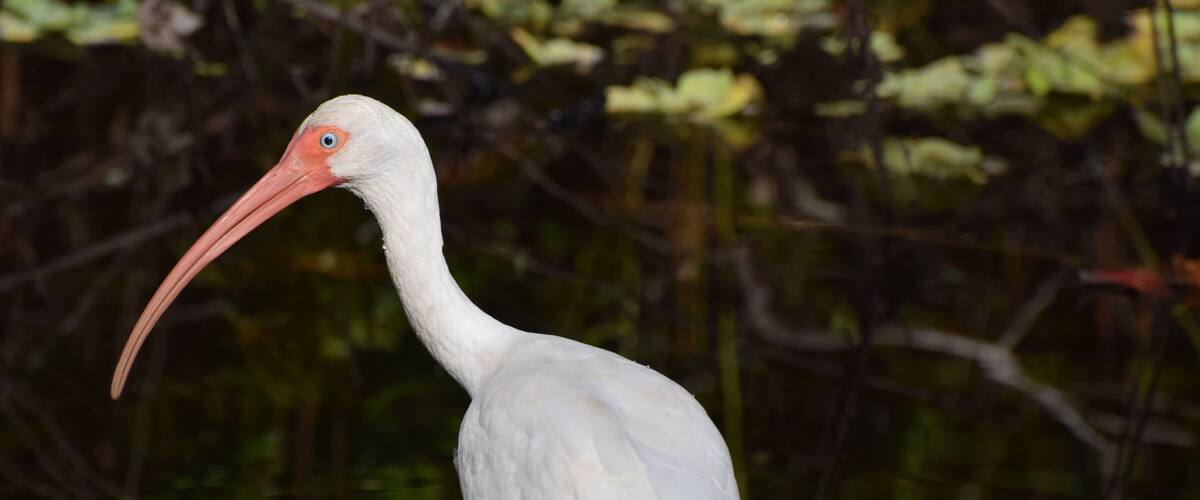 ibis