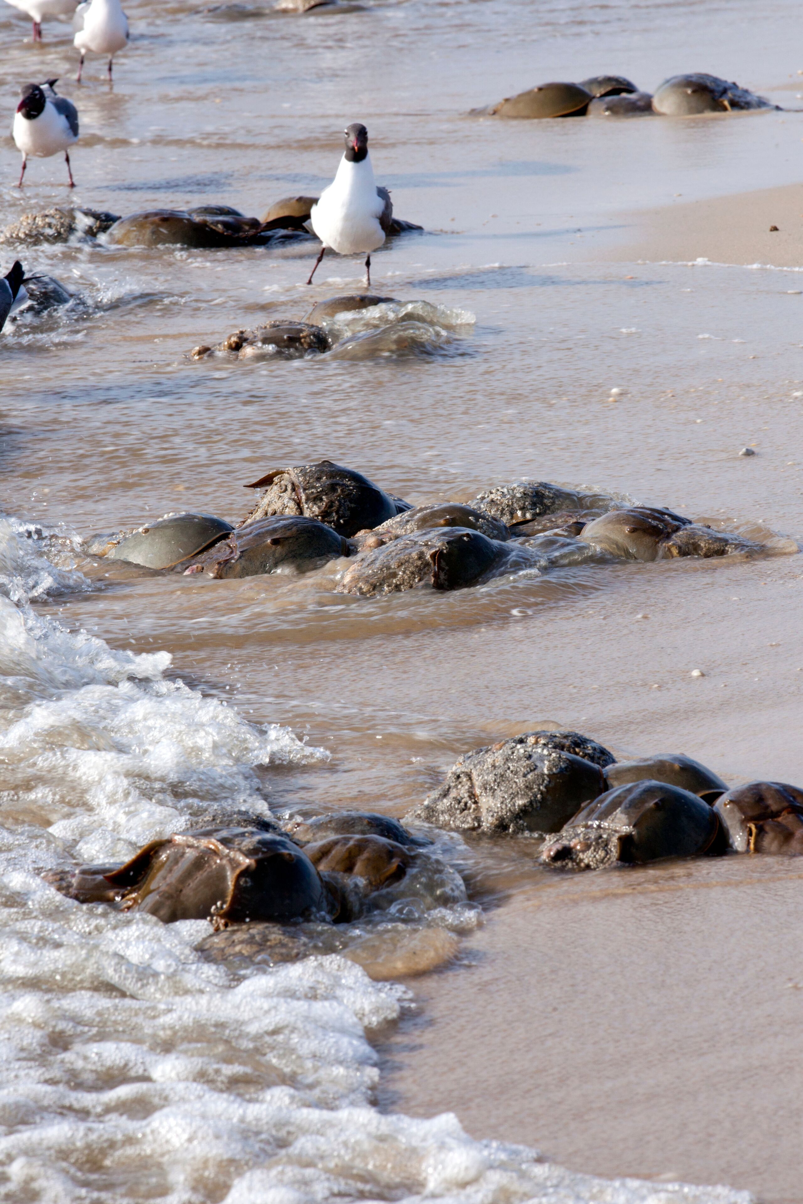 Una playa con gaviotas y tortugas marinas.
