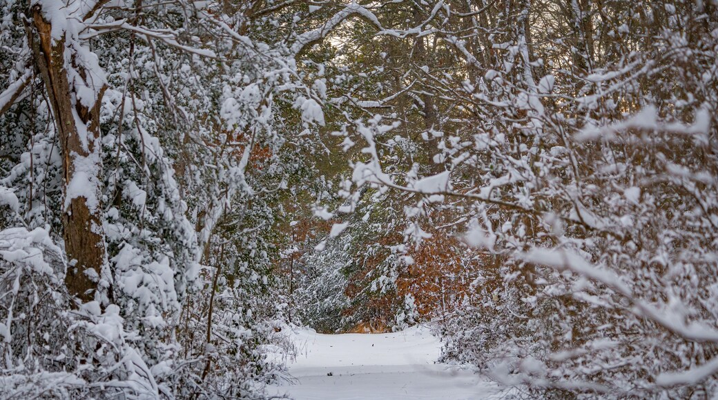 Snow-covered trail at the Harold N. Peek Preserve located in Millville, New Jersey, USA