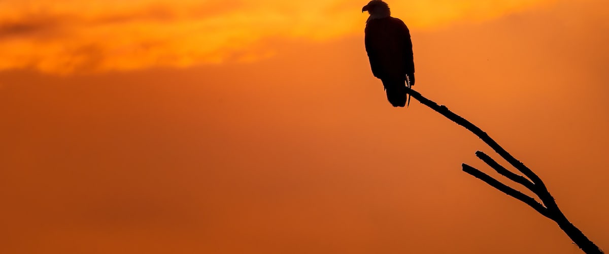 A Bald Eagle sits patiently on a branch over the Maurice River during sunset.