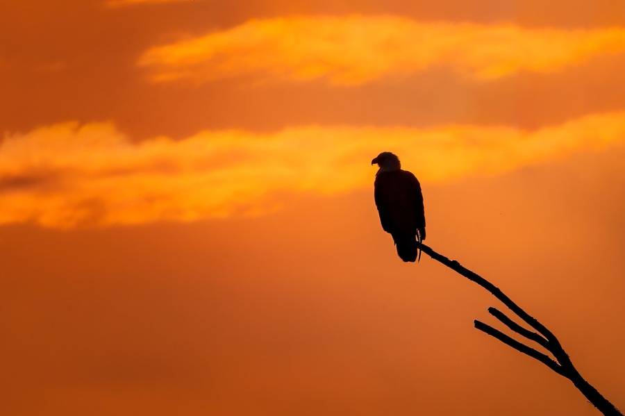 A Bald Eagle sits patiently on a branch over the Maurice River during sunset.
