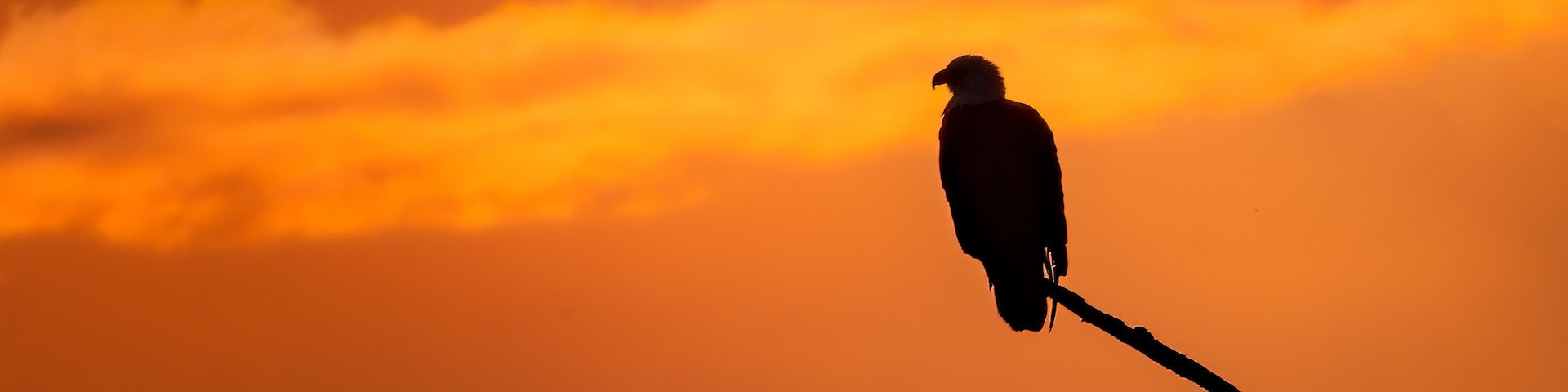 A Bald Eagle sits patiently on a branch over the Maurice River during sunset.