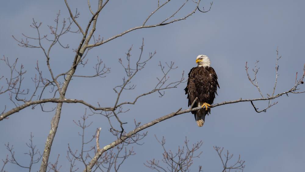 A bald eagle perched on a branch.