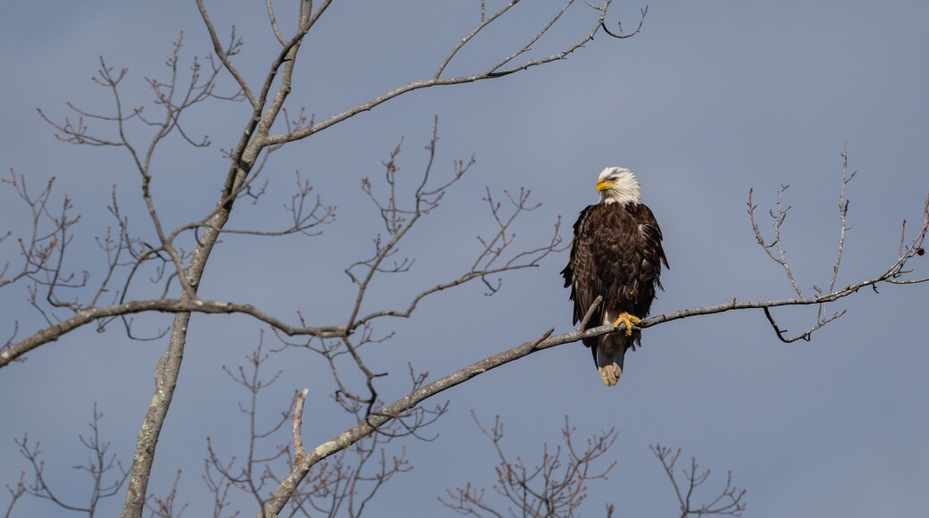 A Bald Eagle perched in a tree by a river in Millville, New Jersey.