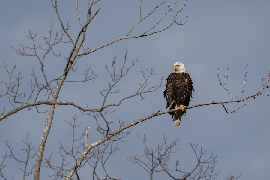 A bald eagle perched on a branch.