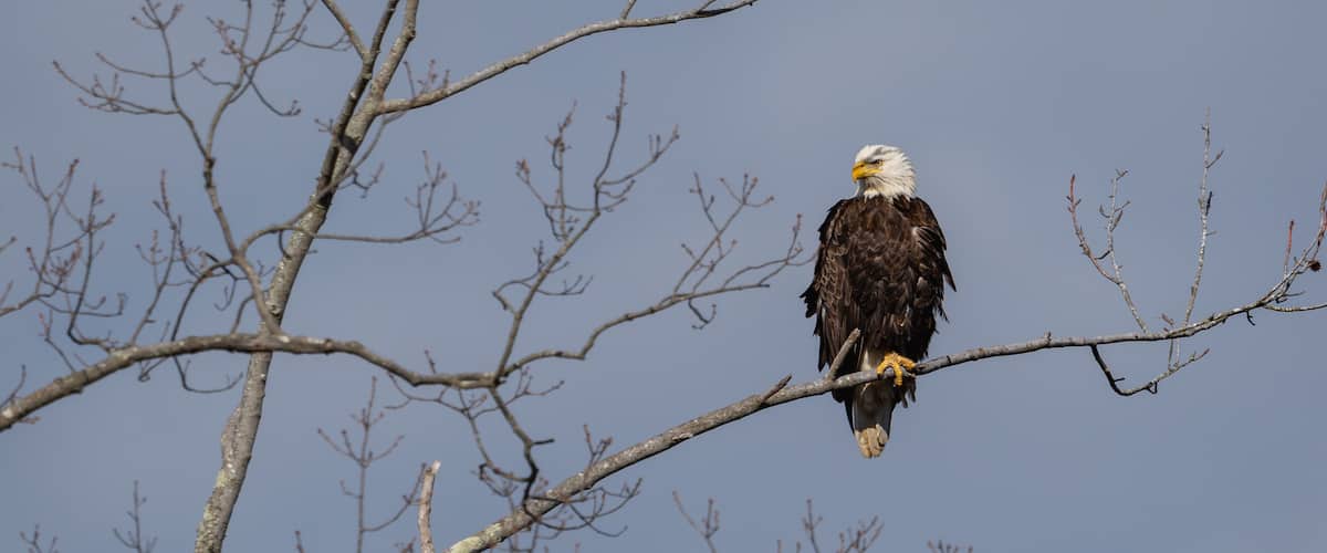 A bald eagle perched on a branch.