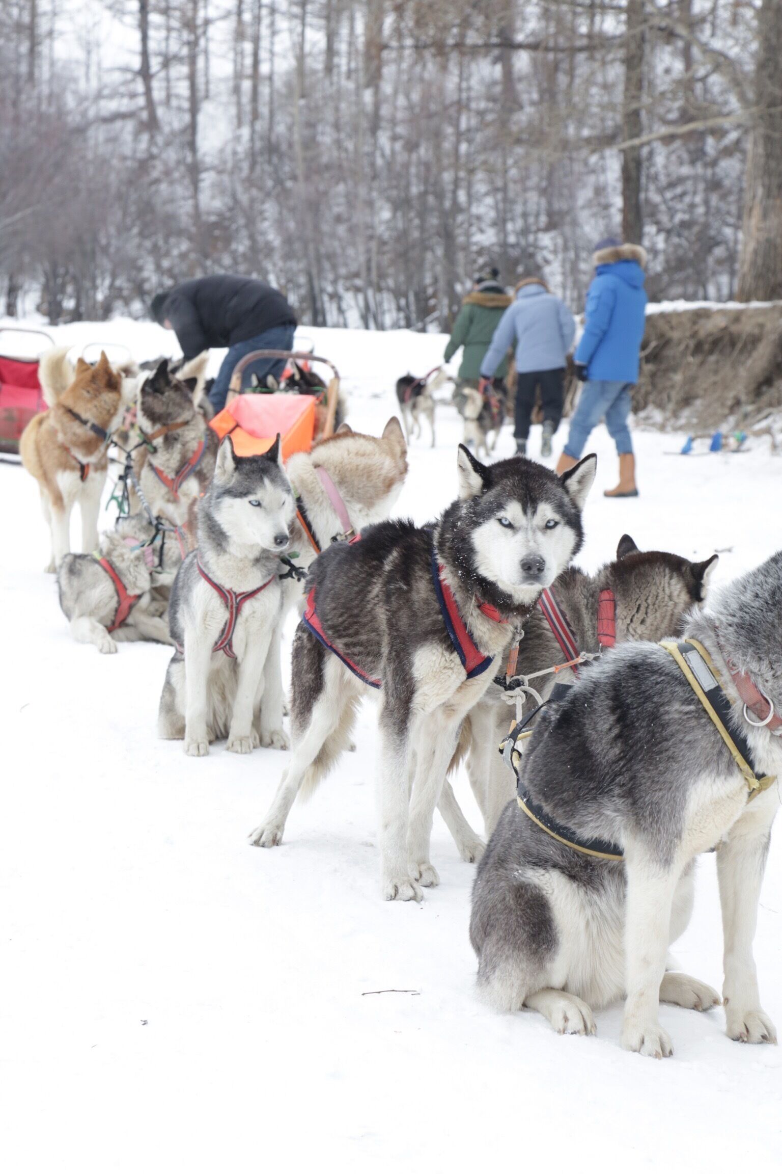 All set before the run. Dog sledding on a frozen river . 