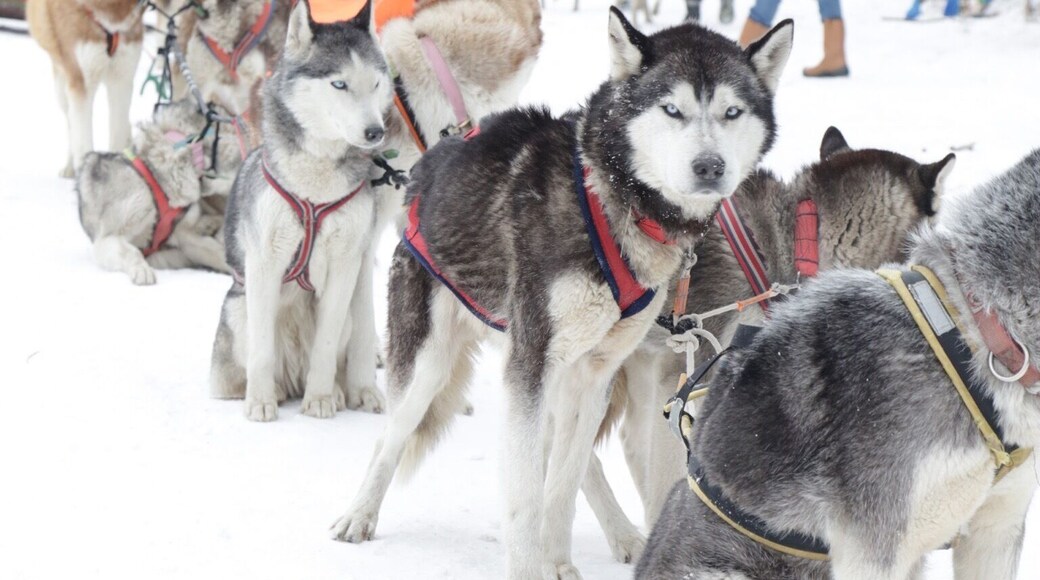 All set before the run. Dog sledding on a frozen river .