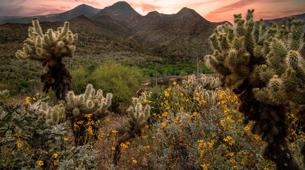 The golden glow of the setting sun illuminates cholla cacti in the rugged desert landscape of Spur Cross, casting dramatic light and shadows over the mountains under a vibrant, cloud-filled sky