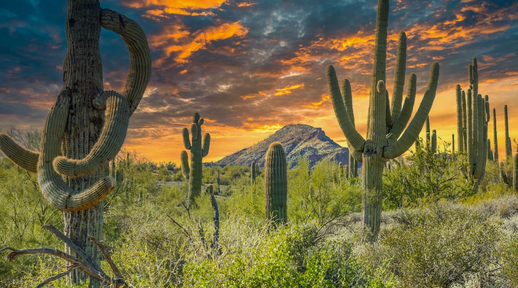 Desert Landscape with Mountains and Saguaros