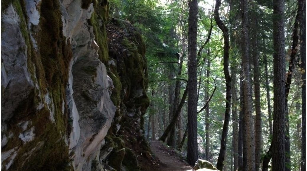 Great hiking trails #caves #oregon #pretty #forest