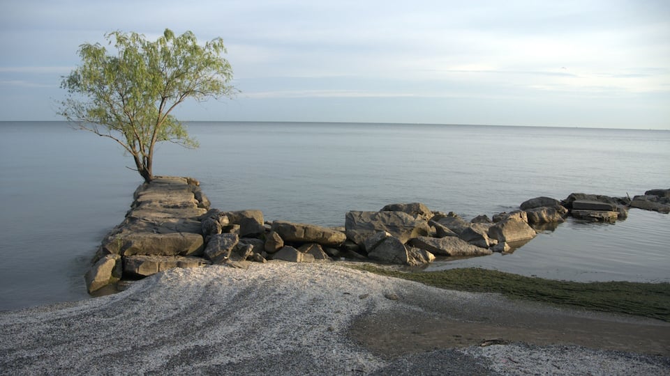 A rocky shoreline with a solitary tree and calm water.