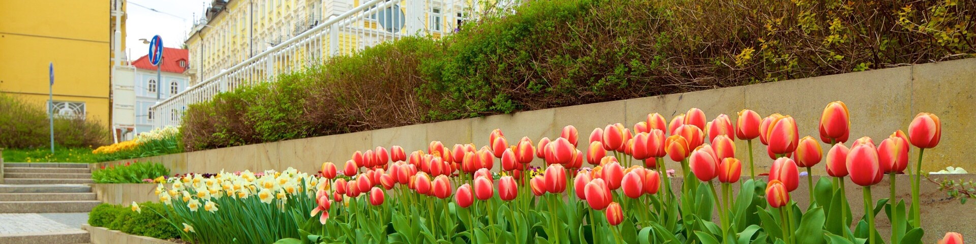 Marianske Lazne que incluye flores