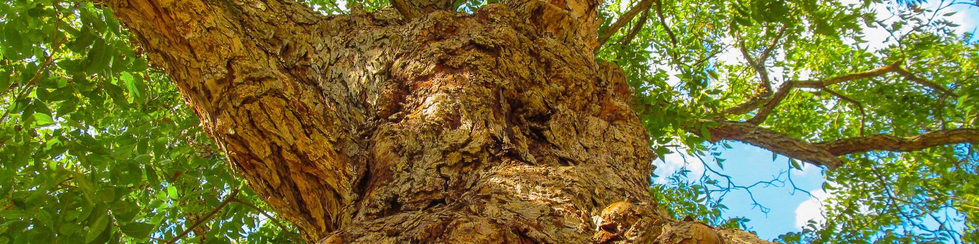 Un árbol grande con corteza gruesa y texturizada y follaje verde denso.