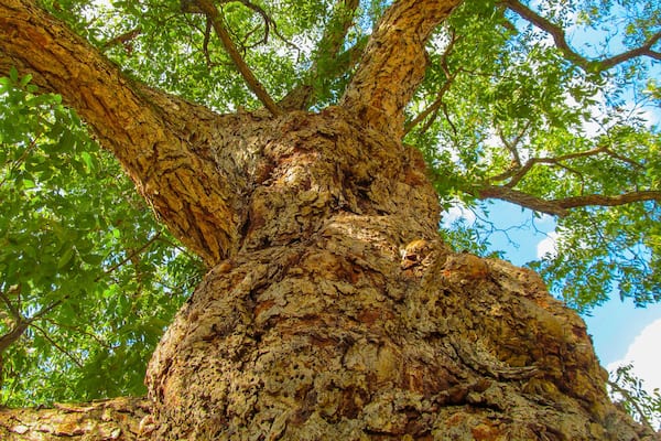 Big old pecan tree - hickory (Carya illinoinensis).
Perspective view up of so-called American walnut tree with branches and green foliage in early autumn. Pecan - official symbol of Texas.