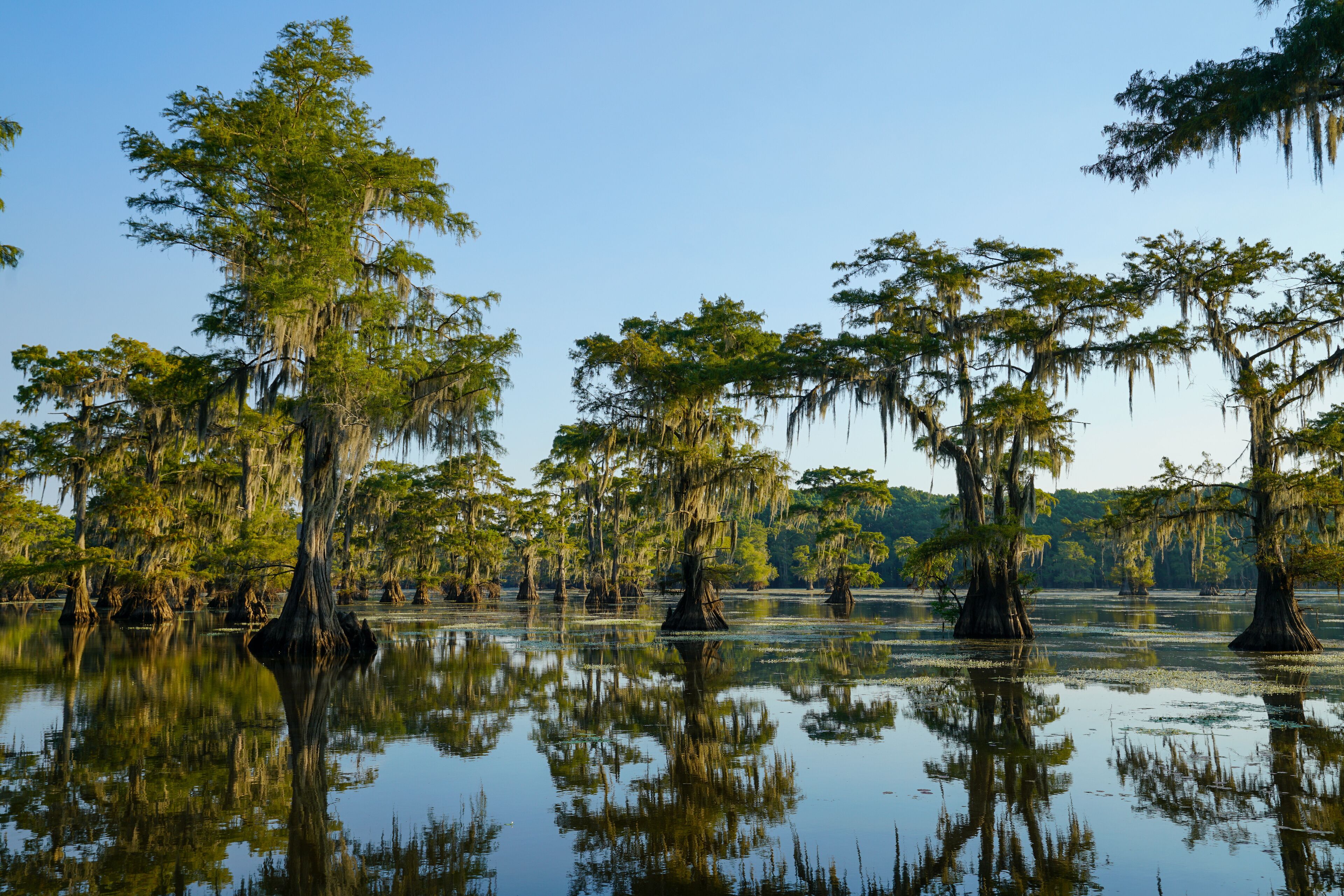 Bald cypress trees with reflection at Caddo Lake near Uncertain, Texas