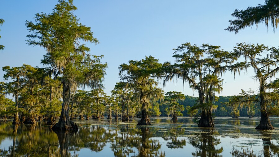 Bald cypress trees with reflection at Caddo Lake near Uncertain, Texas