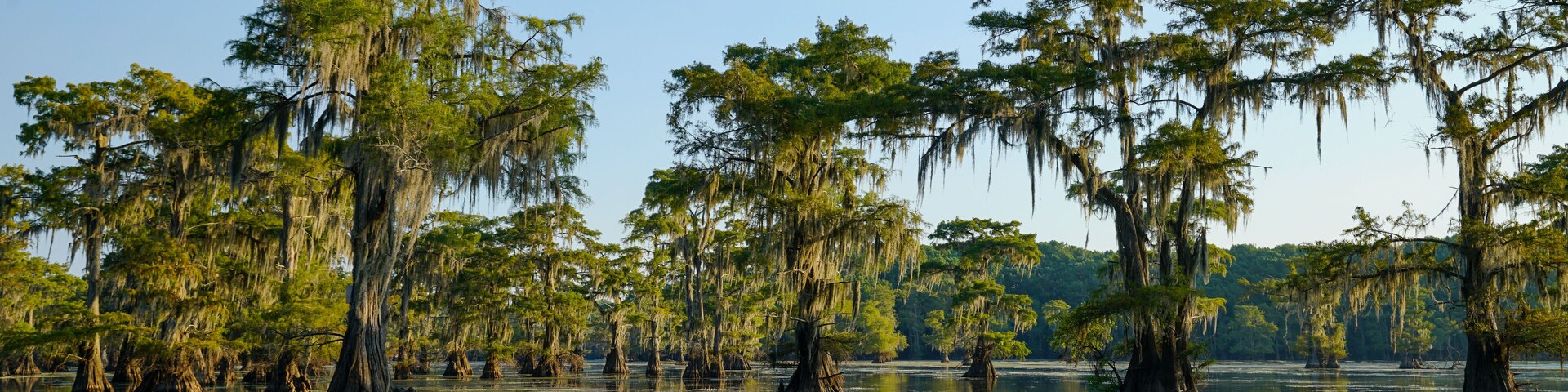 Bald cypress trees with reflection at Caddo Lake near Uncertain, Texas