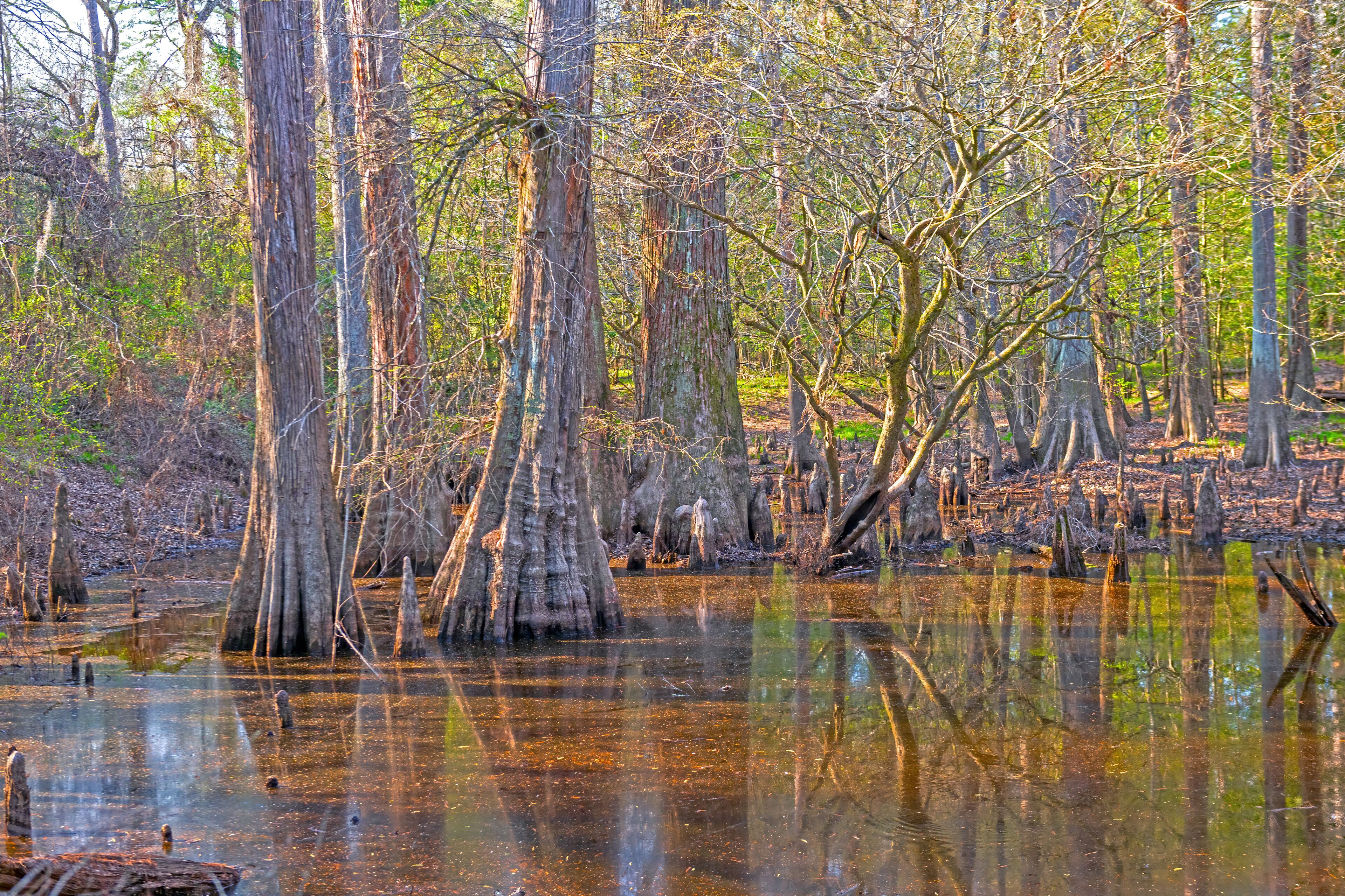 Evening Light and Reflections in a Bottomland Forest