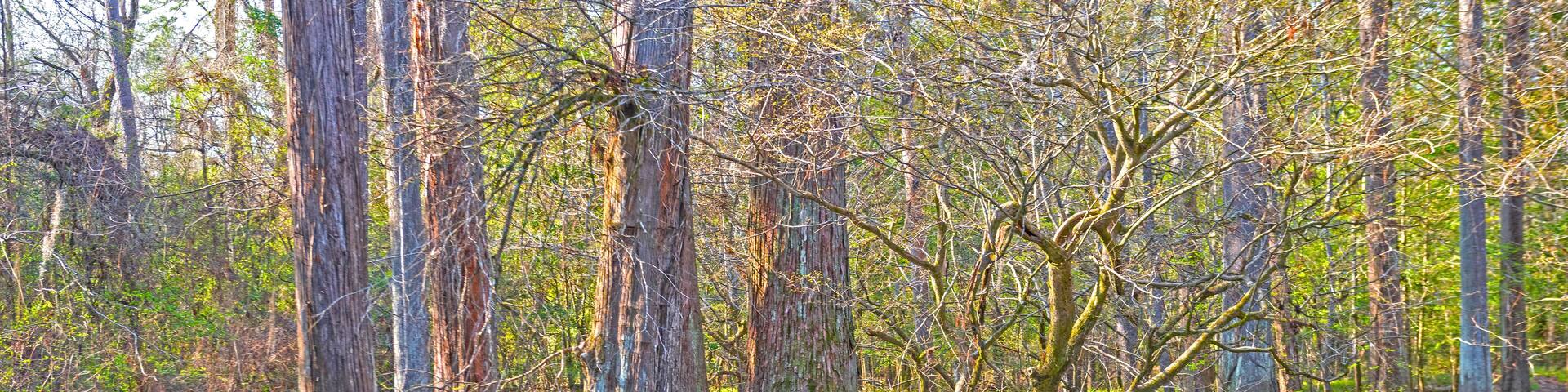 A swampy forest with tall, thin trees and a reflective water surface.