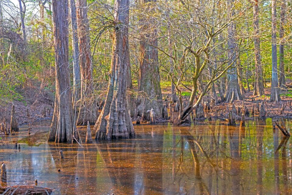 A swampy forest with tall, thin trees and a reflective water surface.