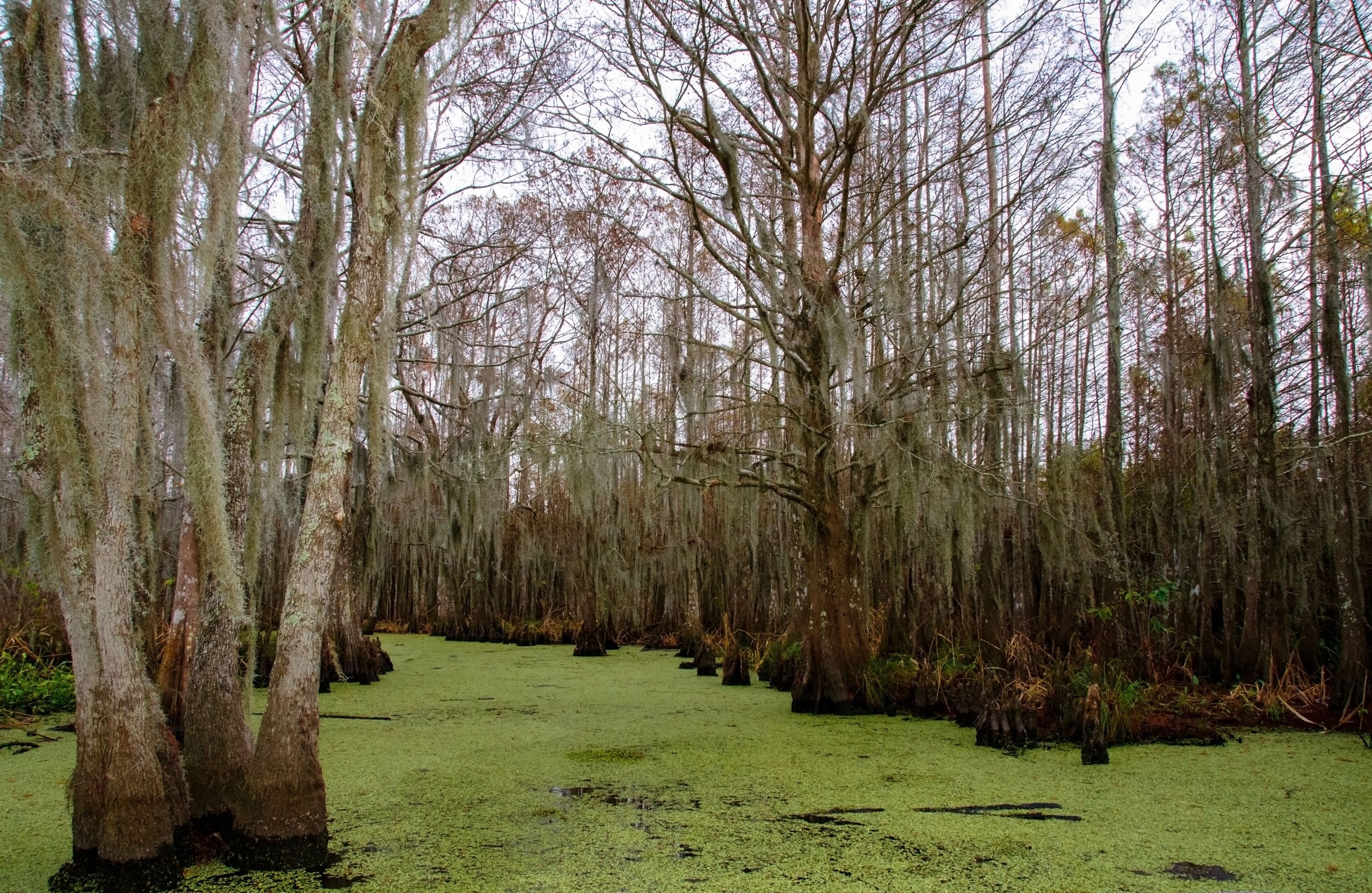 Spanish moss hanging from tree  in New Orleans, Louisiana