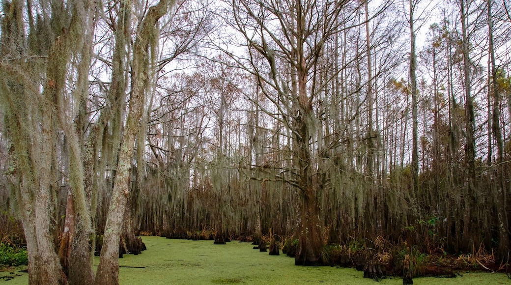 Spanish moss hanging from tree in New Orleans, Louisiana
